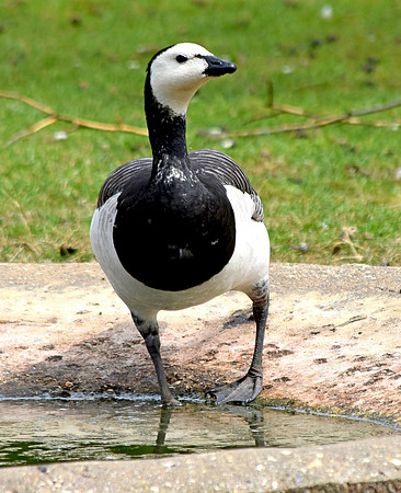 Barnacle goose