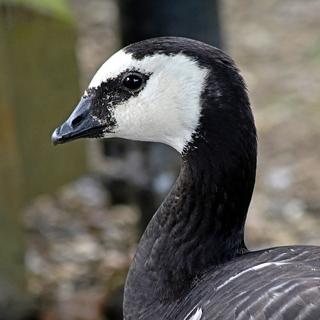 Barnacle goose