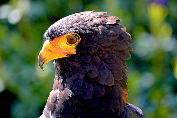 Bataleur eagle
