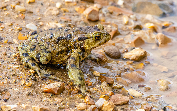 Common frog