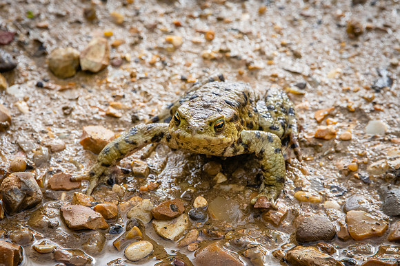 Common frog