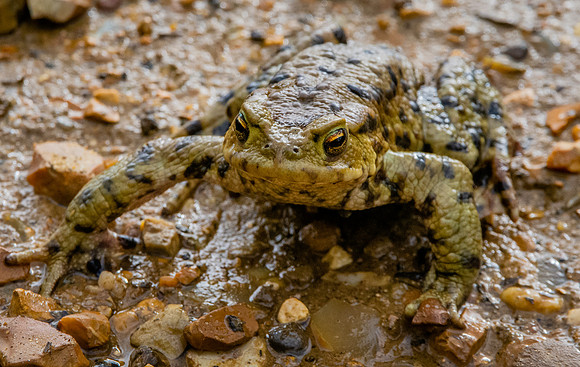 Common frog