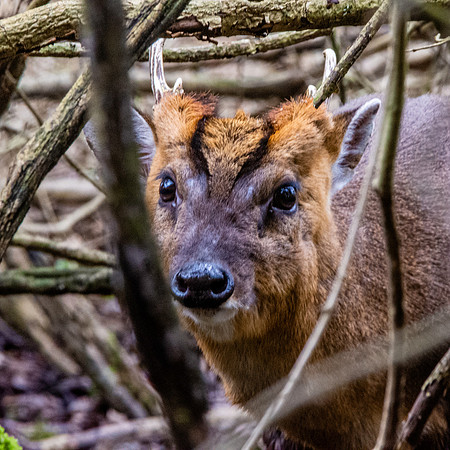 Muntjac deer