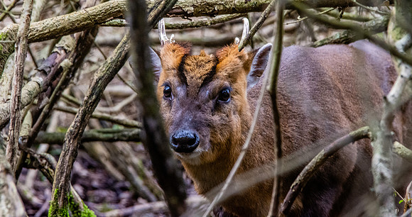 Muntjac deer