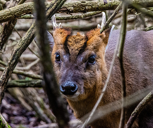 Muntjac deer