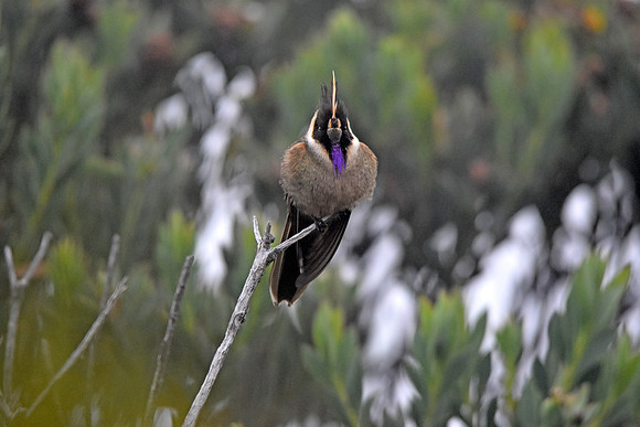 Buffy helmetcrest