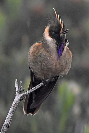 Buffy helmetcrest