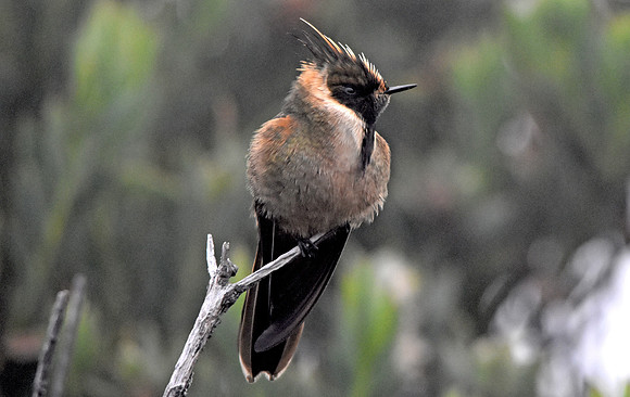 Buffy helmetcrest