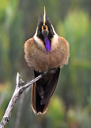 Buffy helmetcrest