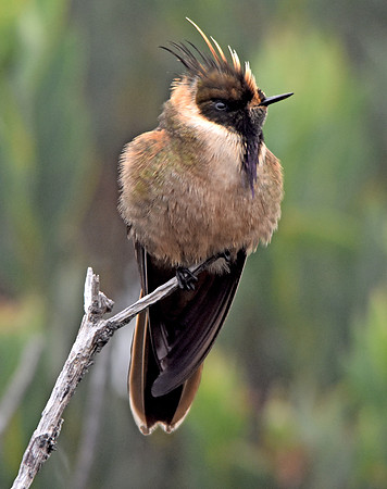 Buffy helmetcrest