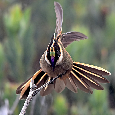 Buffy helmetcrest