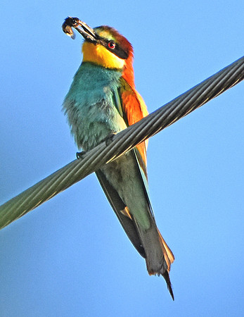European bee eater