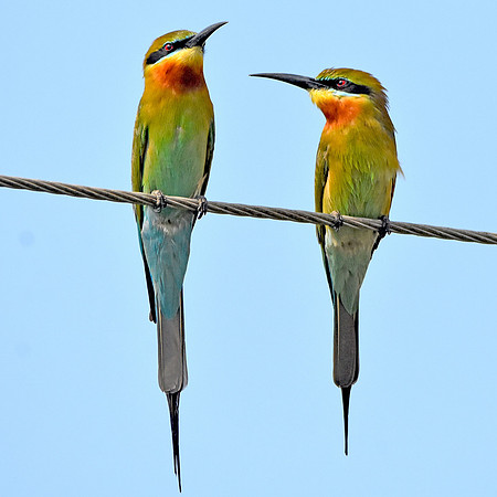 Blue tailed bee eater