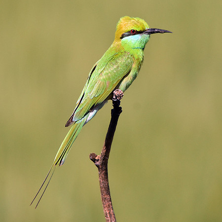 Little green bee eater