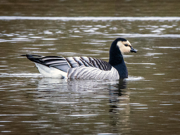 Barnacle goose