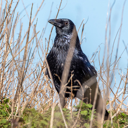 Carrion crow