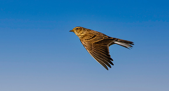 Skylark