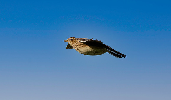 Skylark