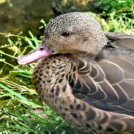 Bernier's (Madagascar) teal