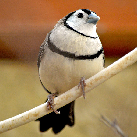 Bicheno's finch