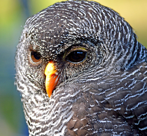 Black banded owl