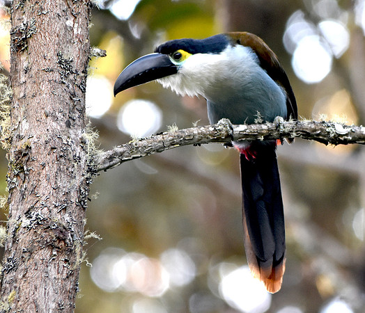 Black billed mountain toucan