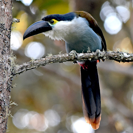 Black billed mountain toucan