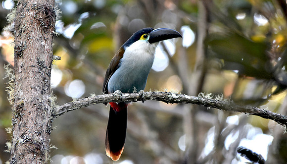 Black billed mountain toucan