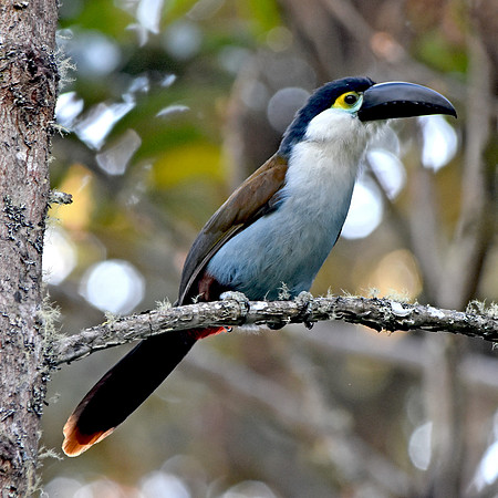 Black billed mountain toucan