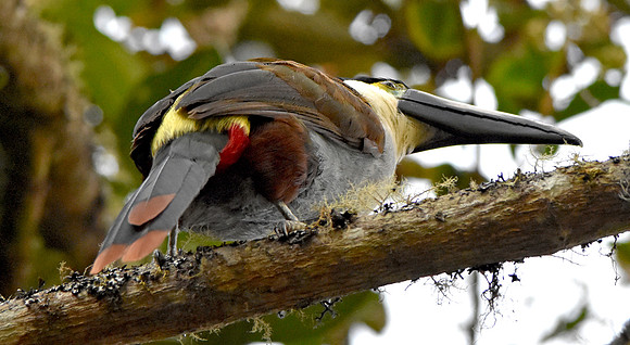 Black billed mountain toucan