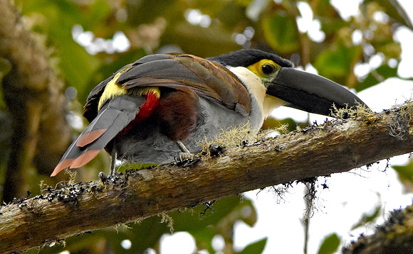 Black billed mountain toucan