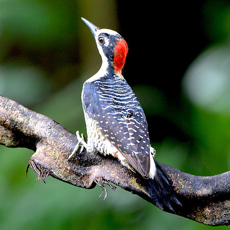 Black cheeked woodpecker
