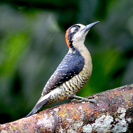 Black cheeked woodpecker