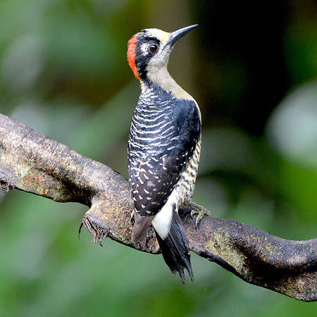 Black cheeked woodpecker