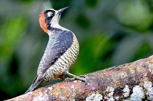 Black cheeked woodpecker