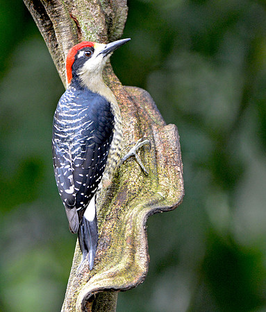 Black cheeked woodpecker