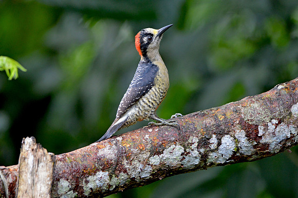 Black cheeked woodpecker