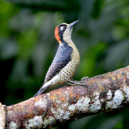 Black cheeked woodpecker