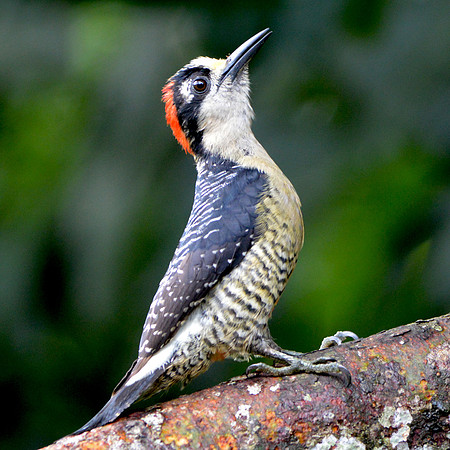 Black cheeked woodpecker
