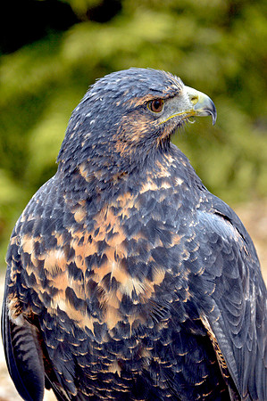 Black chested buzzard eagle