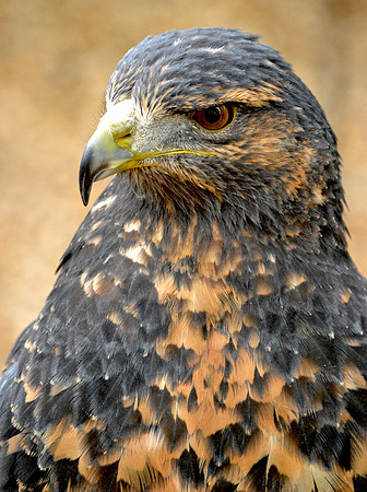 Black chested buzzard eagle
