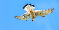 Common Eurasian kestrel