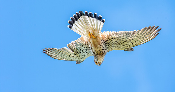 Common Eurasian kestrel