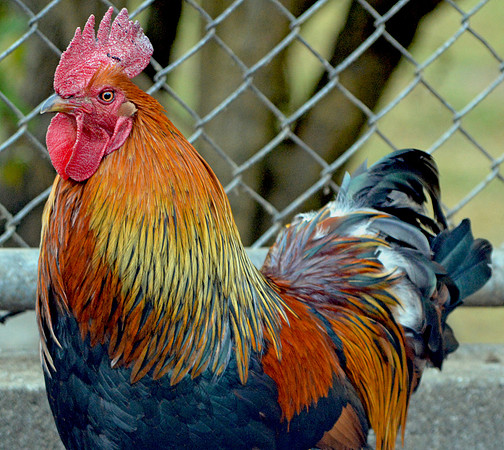 Black copper maran