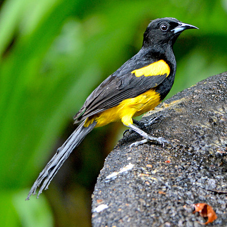 Black cowled oriole