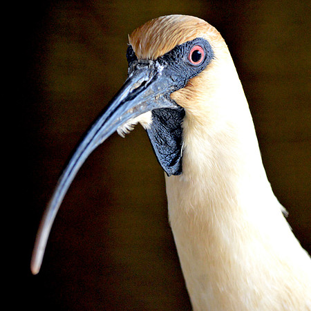 Black faced ibis