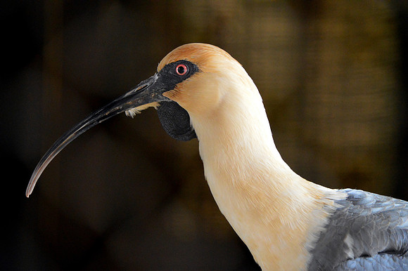 Black faced ibis