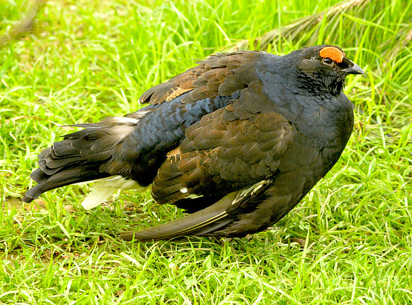 Black grouse