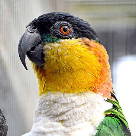 Black headed caique
