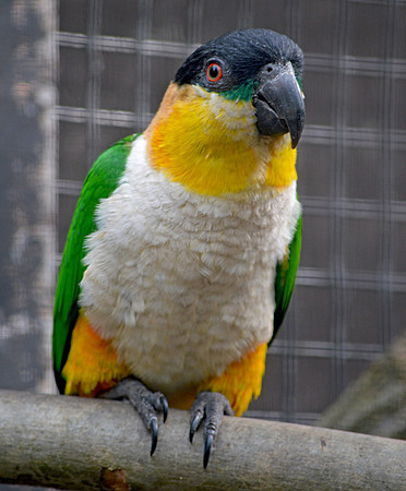 Black headed caique